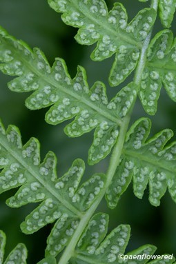 Maturing fertile frond pinnules with sori